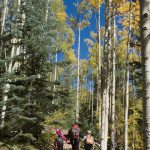 A group of people hiking through a forest of aspen trees.