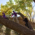 A group of children climbing a tree in a wooded area.