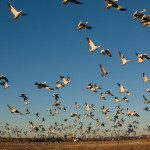 flock of birds flying through the sky