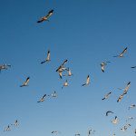 flock of birds flying through the sky 2