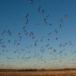 flock of birds flying through the sky 3