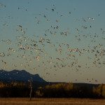 flock of birds flying through the sky 6