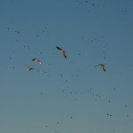 blue sky with birds in flight
